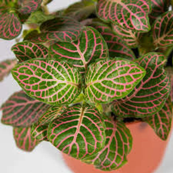 Houseplants Green Shop  Фиттония