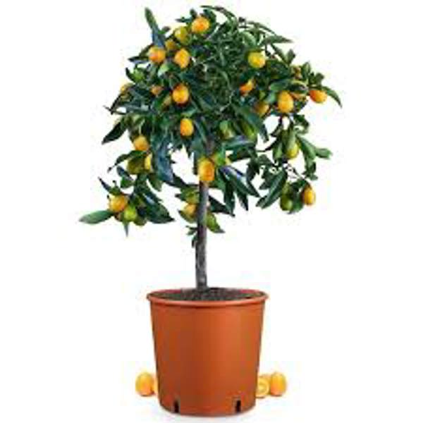 Houseplants Green Shop  Фортунелла