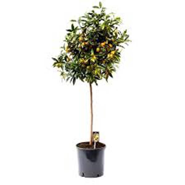 Houseplants Green Shop  Фортунелла