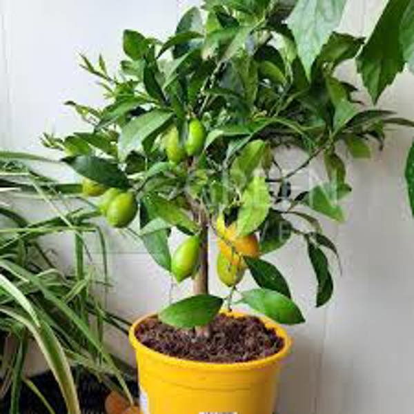Houseplants Green Shop  Фортунелла