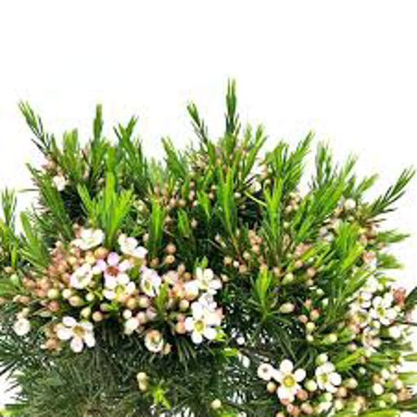 Houseplants Green Shop  Хамелациум