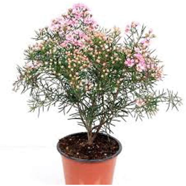 Houseplants Green Shop  Хамелациум