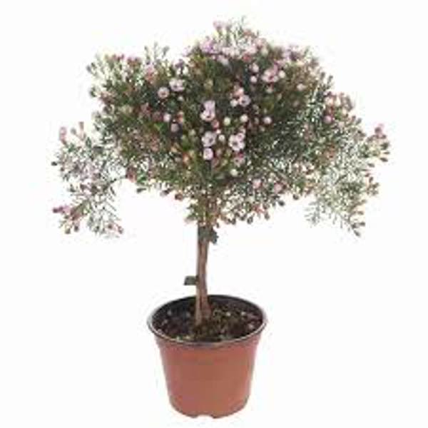 Houseplants Green Shop  Хамелациум