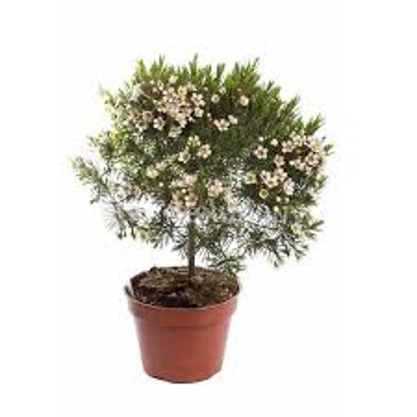 Houseplants Green Shop  Хамелациум