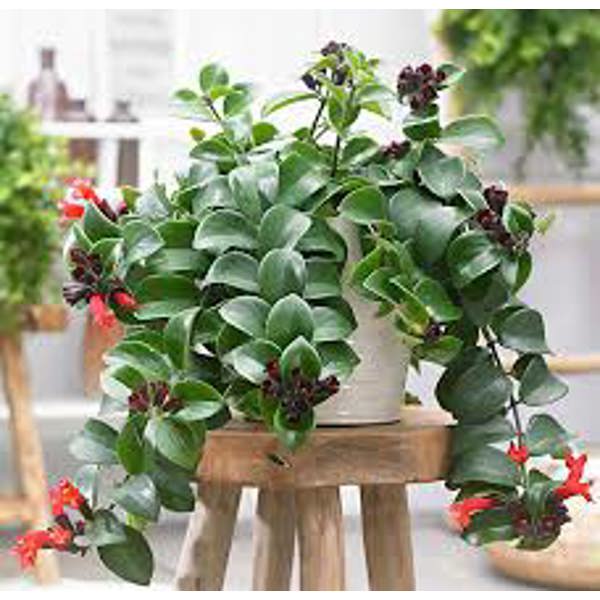 Houseplants Green Shop  Эсхинантус
