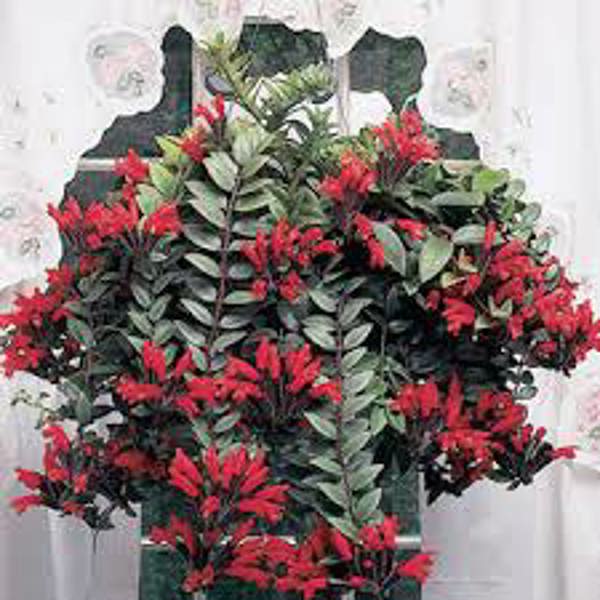 Houseplants Green Shop  Эсхинантус