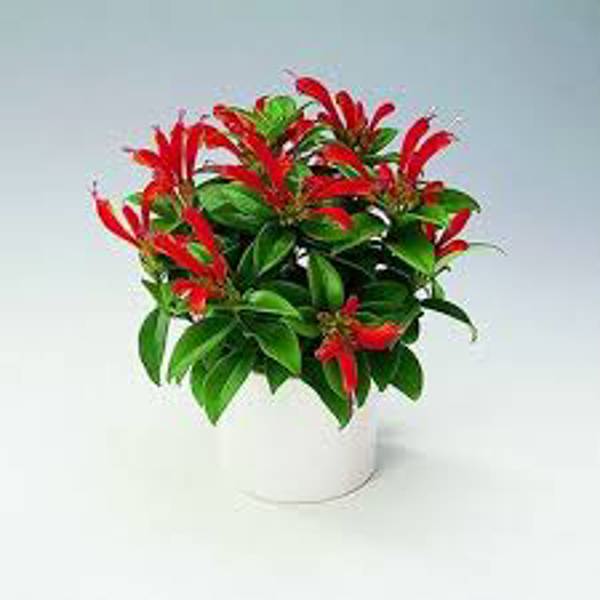 Houseplants Green Shop  Эсхинантус