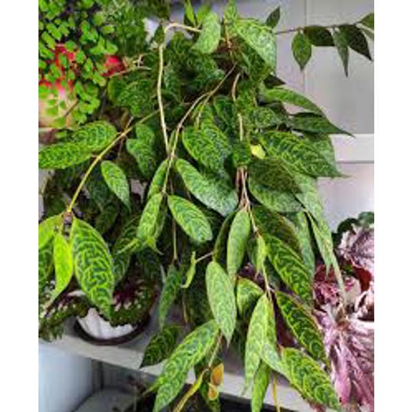 Houseplants Green Shop  Эсхинантус