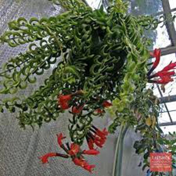 Houseplants Green Shop  Эсхинантус