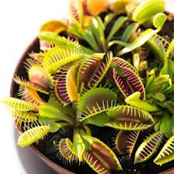 Houseplants Green Shop  Венерина мухоловка