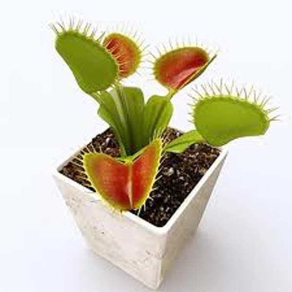 Houseplants Green Shop  Венерина мухоловка