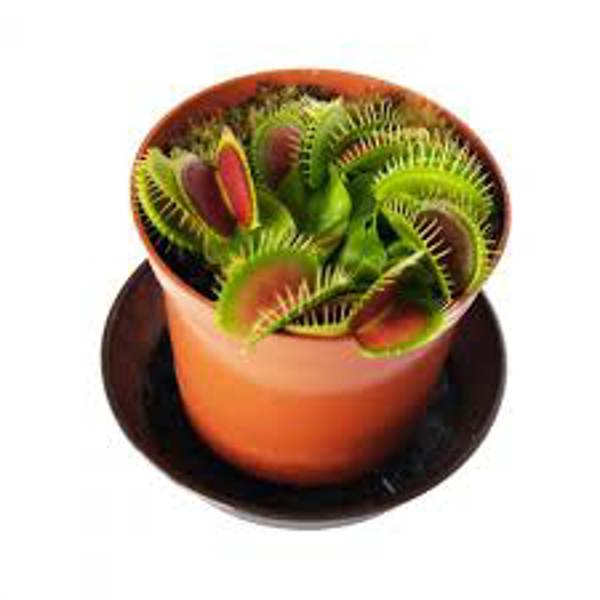 Houseplants Green Shop  Венерина мухоловка