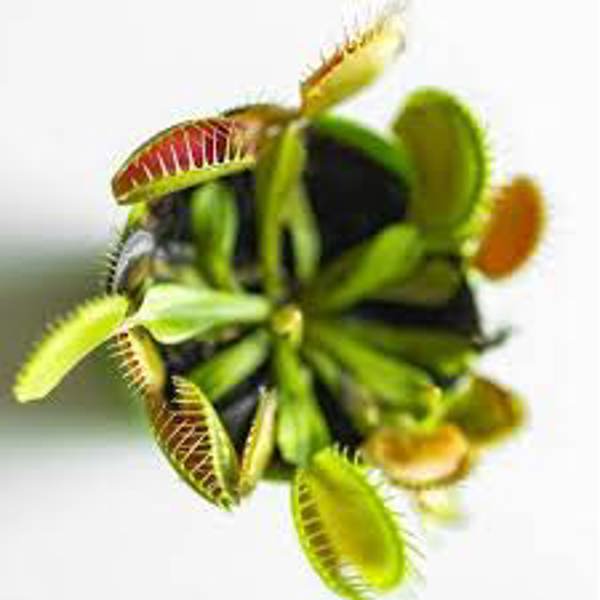 Houseplants Green Shop  Венерина мухоловка