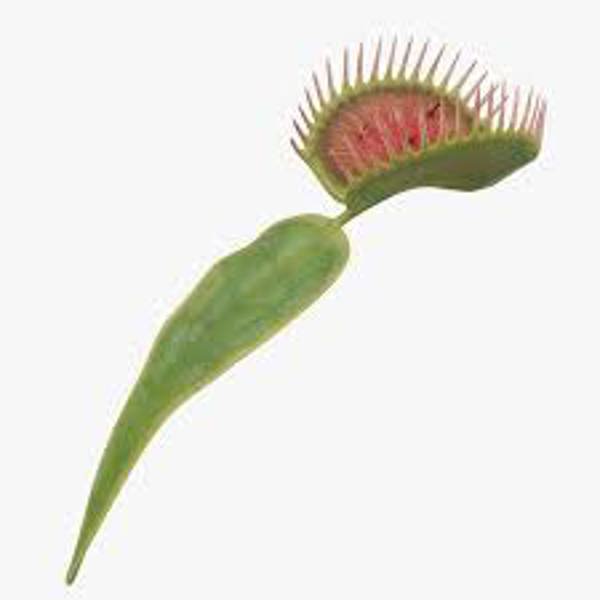 Houseplants Green Shop  Венерина мухоловка