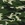 Camouflage Camouflage